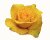 yellow rose